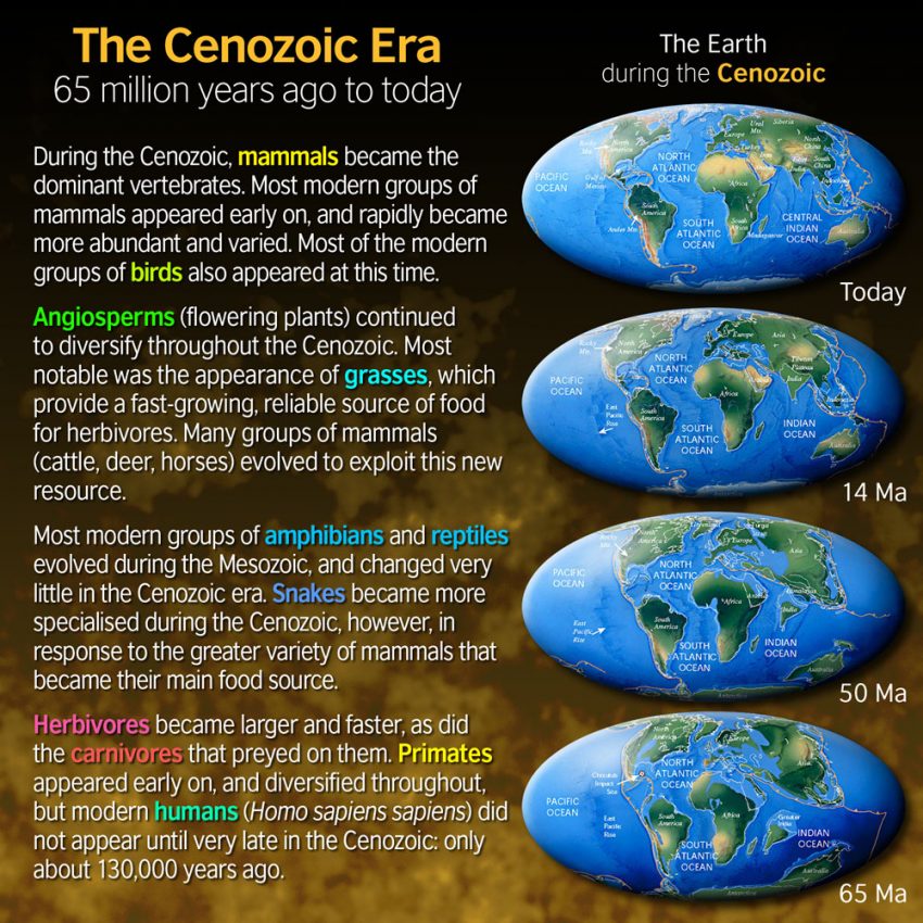 the-cenozoic-era-65-million-years-ago-to-the-present-paleontology-world